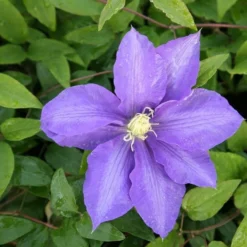 Clematis 'Lasurstern' 5 Clematis 'Lasurstern' -Plant Verdant Sales pl0000001388 card3 lg
