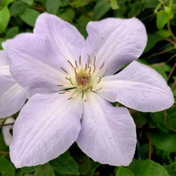 Clematis 'Special Occasion'