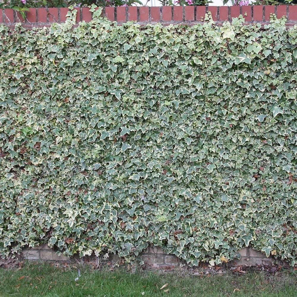 Hedera Helix 'Glacier' 2 Hedera Helix 'Glacier' - Image 2