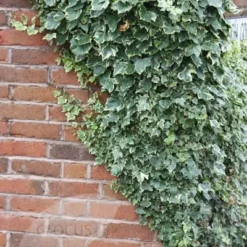 Hedera Helix 'Glacier' 5 Hedera Helix 'Glacier' -Plant Verdant Sales pl0000001648 card3 lg