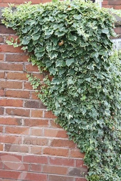 Hedera Helix 'Glacier' 3 Hedera Helix 'Glacier' - Image 3