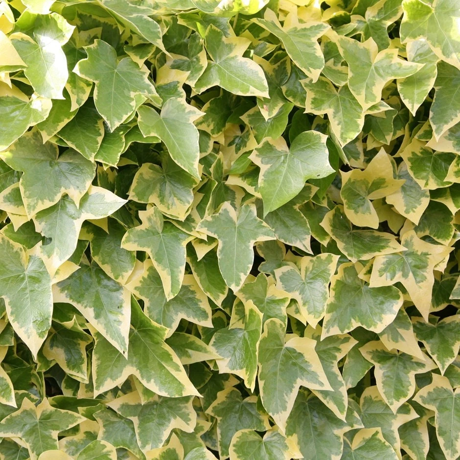 Hedera Helix 'Goldchild' 1 Hedera Helix 'Goldchild'