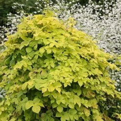 Humulus Lupulus 'Aureus' 5 Humulus Lupulus 'Aureus' -Plant Verdant Sales pl0000001664 card4 lg