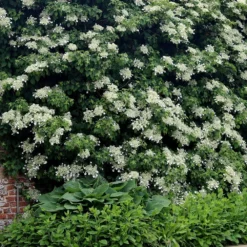 Hydrangea Anomala Subsp. Petiolaris -Plant Verdant Sales pl0000001665 card4 lg