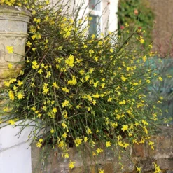 Jasminum Nudiflorum 5 Jasminum Nudiflorum -Plant Verdant Sales pl0000001667 card3 lg