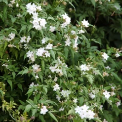 Jasminum Officinale -Plant Verdant Sales pl0000001668 card3 lg