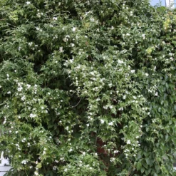 Jasminum Officinale -Plant Verdant Sales pl0000001668 card4 lg