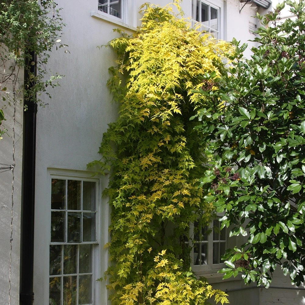 Jasminum Officinale Fiona Sunrise ('Frojas') (PBR) 2 Jasminum Officinale Fiona Sunrise ('Frojas') (PBR) - Image 2