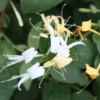 Lonicera Japonica 'Hall's Prolific'