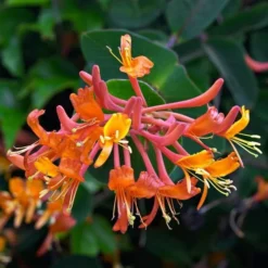 Lonicera 'Mandarin'