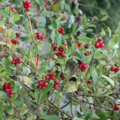 Lonicera Periclymenum 'Belgica' -Plant Verdant Sales pl0000001683 card4 lg