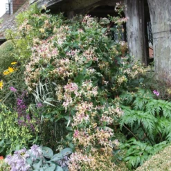 Lonicera Periclymenum 'Serotina' -Plant Verdant Sales pl0000001685 card3 lg