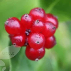 Lonicera Periclymenum 'Serotina' -Plant Verdant Sales pl0000001685 card4 lg