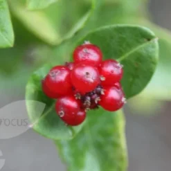 Lonicera × Brownii 'Dropmore Scarlet' -Plant Verdant Sales pl0000001687 card4 lg