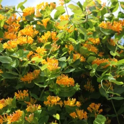 Lonicera × Tellmanniana -Plant Verdant Sales pl0000001690 card3 lg