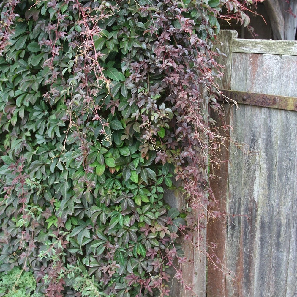 Parthenocissus Henryana 2 Parthenocissus Henryana - Image 2