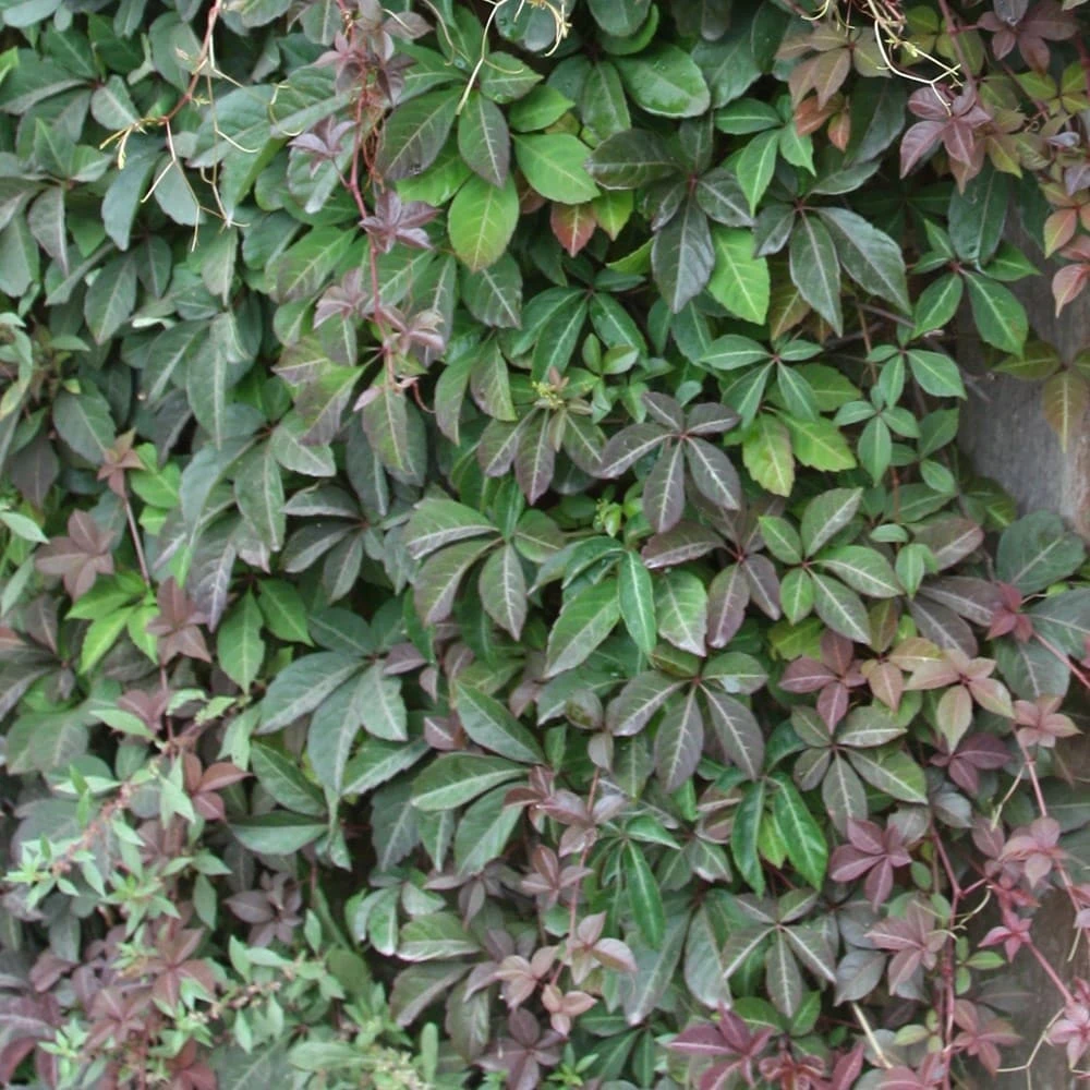 Parthenocissus Henryana 3 Parthenocissus Henryana - Image 3
