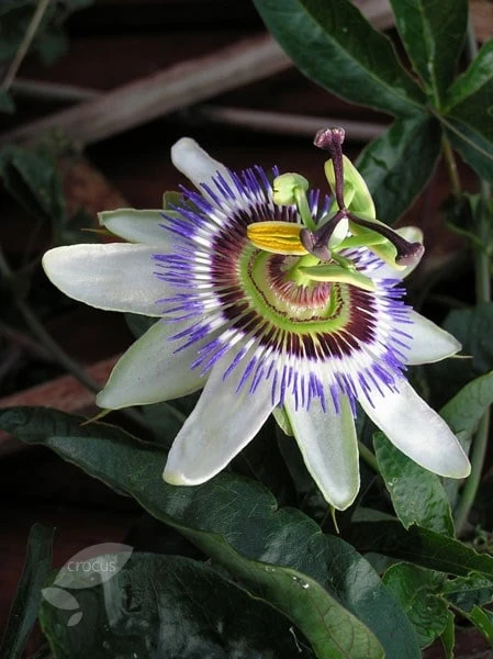 Passiflora Caerulea 2 Passiflora Caerulea - Image 2