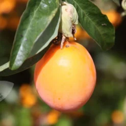 Passiflora Caerulea 5 Passiflora Caerulea -Plant Verdant Sales pl0000001697 card3 lg