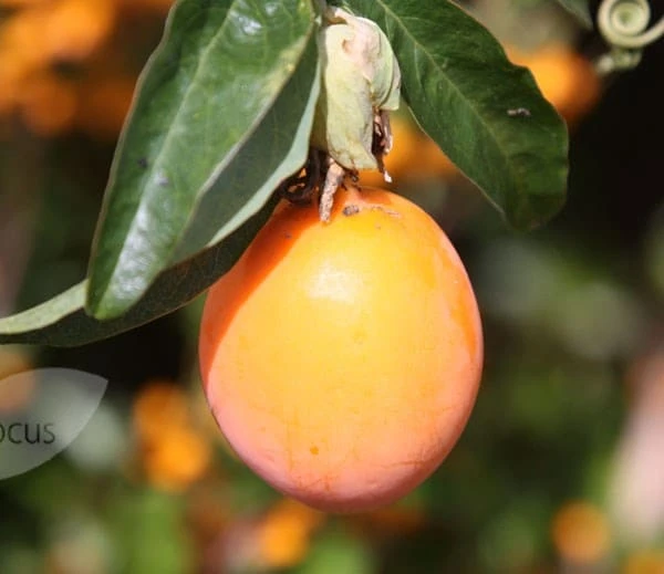 Passiflora Caerulea 3 Passiflora Caerulea - Image 3