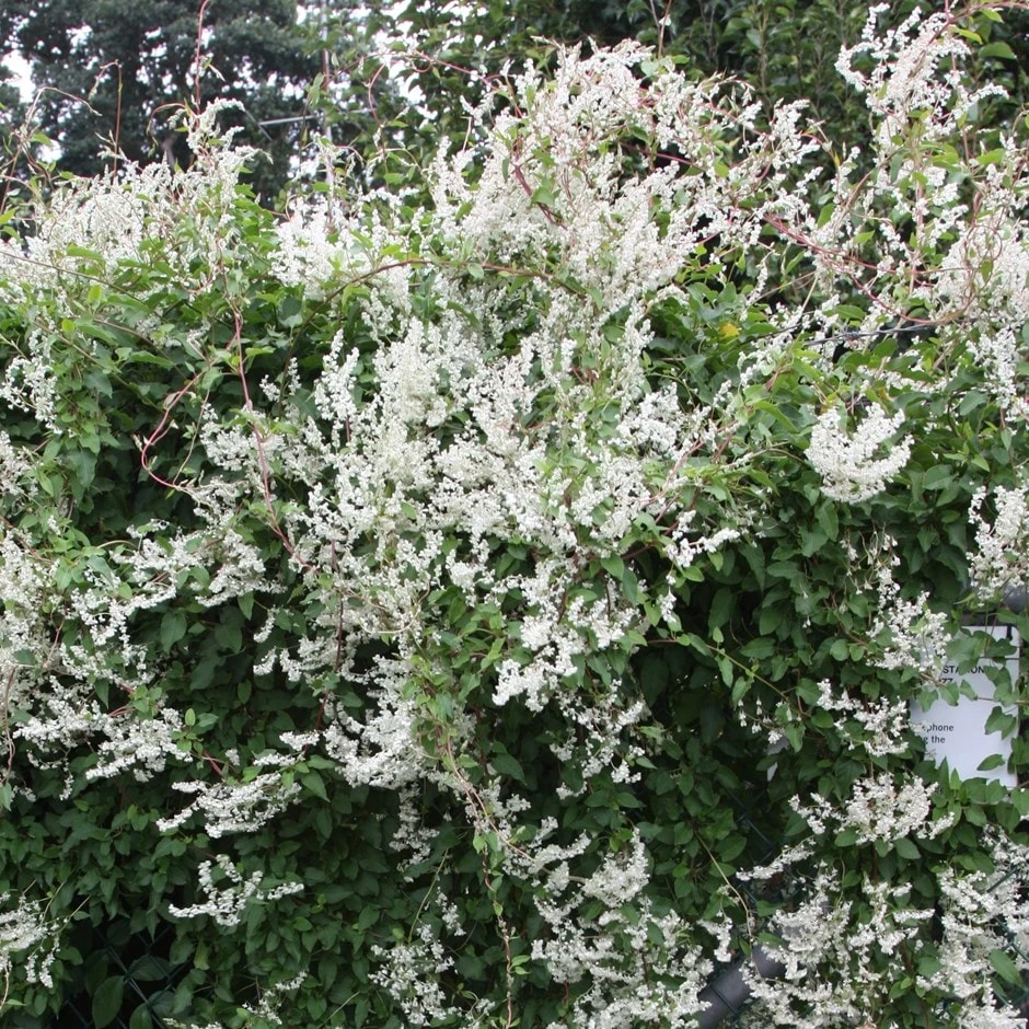 Fallopia Baldschuanica 1 Fallopia Baldschuanica