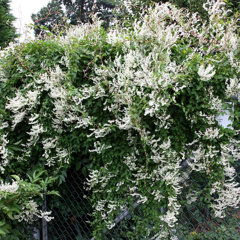 Fallopia Baldschuanica 2 Fallopia Baldschuanica - Image 2