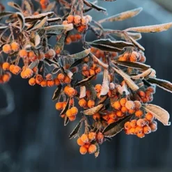 Pyracantha Saphyr Orange ('Cadange') 6 Pyracantha Saphyr Orange ('Cadange') -Plant Verdant Sales pl0000001709 card3 lg
