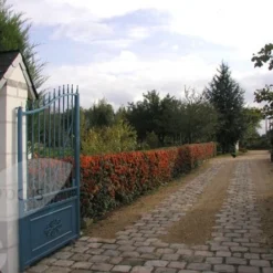 Pyracantha Saphyr Orange ('Cadange') 7 Pyracantha Saphyr Orange ('Cadange') -Plant Verdant Sales pl0000001709 card4 lg