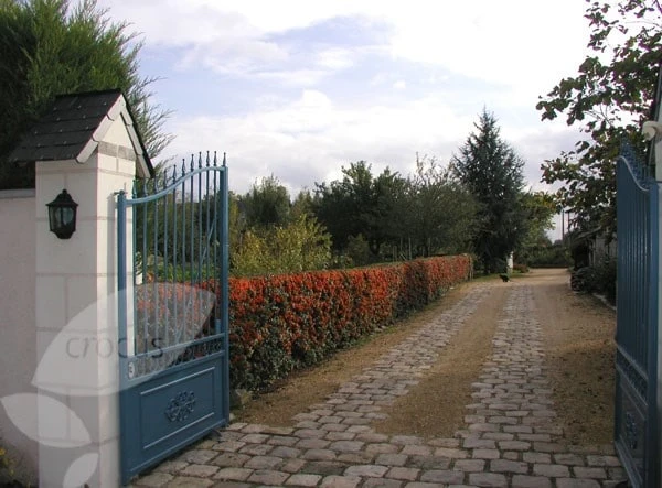 Pyracantha Saphyr Orange ('Cadange') 4 Pyracantha Saphyr Orange ('Cadange') - Image 4