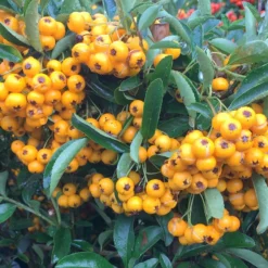 Pyracantha Saphyr Jaune ('Cadaune')