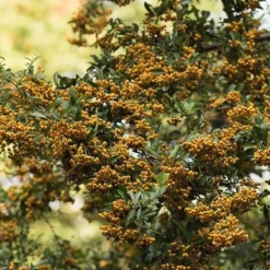 Pyracantha Saphyr Jaune ('Cadaune') -Plant Verdant Sales pl0000001714 card3 lg