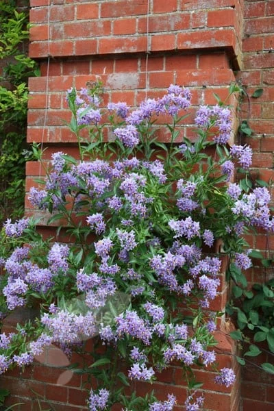 Solanum Crispum 'Glasnevin' 2 Solanum Crispum 'Glasnevin' - Image 2