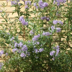 Solanum Crispum 'Glasnevin' 6 Solanum Crispum 'Glasnevin' -Plant Verdant Sales pl0000001720 card3 lg