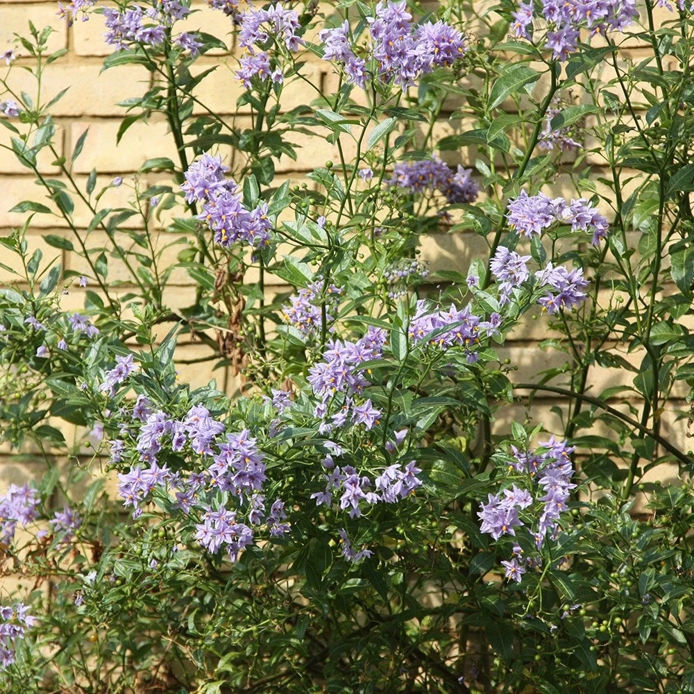 Solanum Crispum 'Glasnevin' 3 Solanum Crispum 'Glasnevin' - Image 3