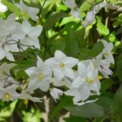 Solanum Laxum 'Album' 6 Solanum Laxum 'Album' -Plant Verdant Sales pl0000001722 card3 lg