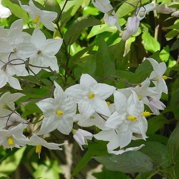 Solanum Laxum 'Album' 3 Solanum Laxum 'Album' - Image 3