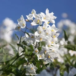 Solanum Laxum 'Album' 7 Solanum Laxum 'Album' -Plant Verdant Sales pl0000001722 card4 lg