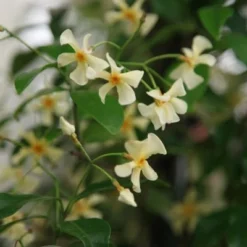 Trachelospermum Asiaticum -Plant Verdant Sales pl0000001727 card3 lg