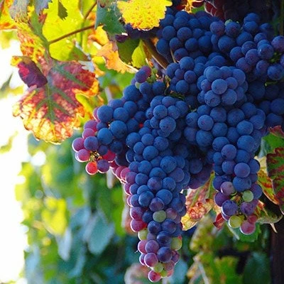 Grape Black Hamburg ('Schiava Grossa') 1 Grape Black Hamburg ('Schiava Grossa')