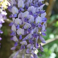 Wisteria Floribunda 7 Wisteria Floribunda -Plant Verdant Sales pl0000001735 card3 lg
