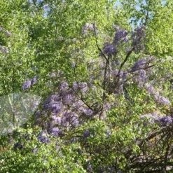 Wisteria Floribunda 8 Wisteria Floribunda -Plant Verdant Sales pl0000001735 card4 lg