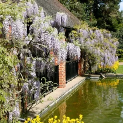 Wisteria Floribunda 9 Wisteria Floribunda -Plant Verdant Sales pl0000001735 card5 lg
