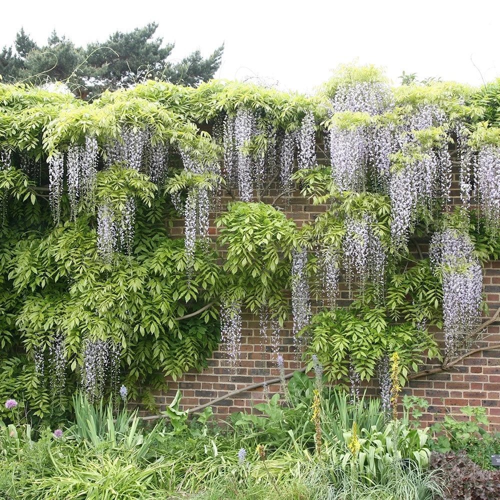 Wisteria Floribunda F. Alba 'Shiro-noda' 3 Wisteria Floribunda F. Alba 'Shiro-noda' - Image 3
