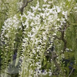 Wisteria Floribunda F. Alba 'Shiro-noda' 9 Wisteria Floribunda F. Alba 'Shiro-noda' -Plant Verdant Sales pl0000001736 card5 lg