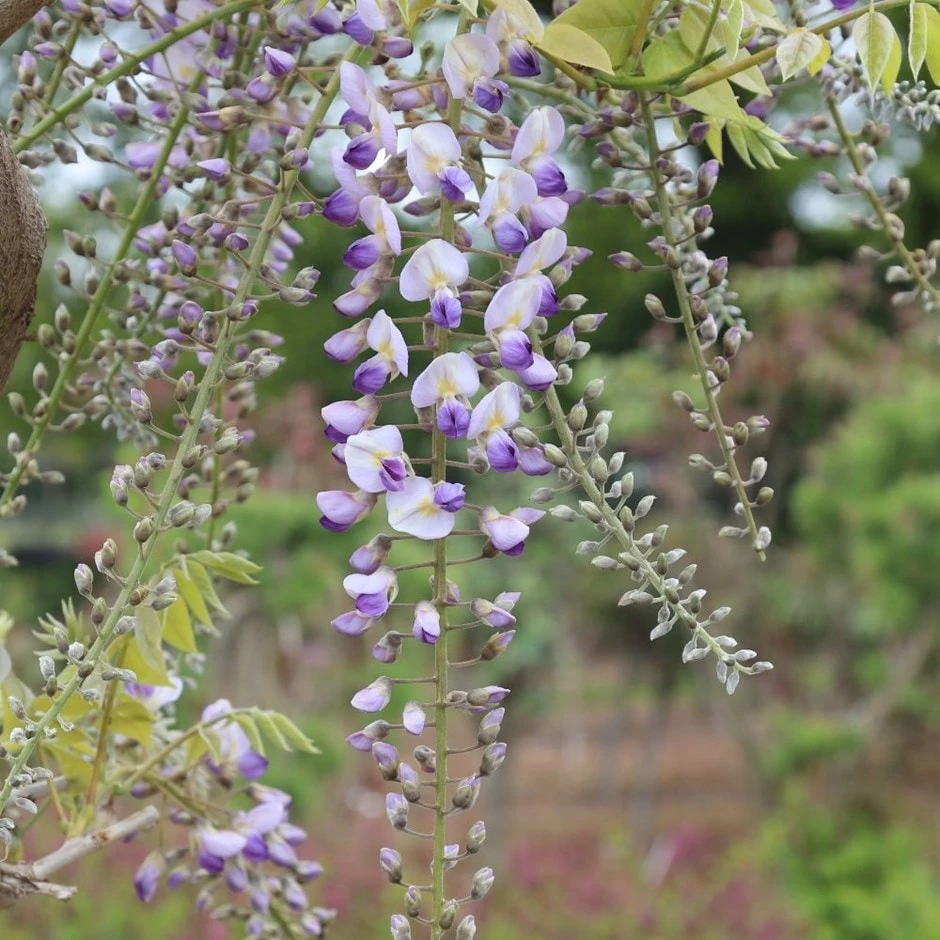 Wisteria × Valderi 'Burford' 1 Wisteria × Valderi 'Burford'