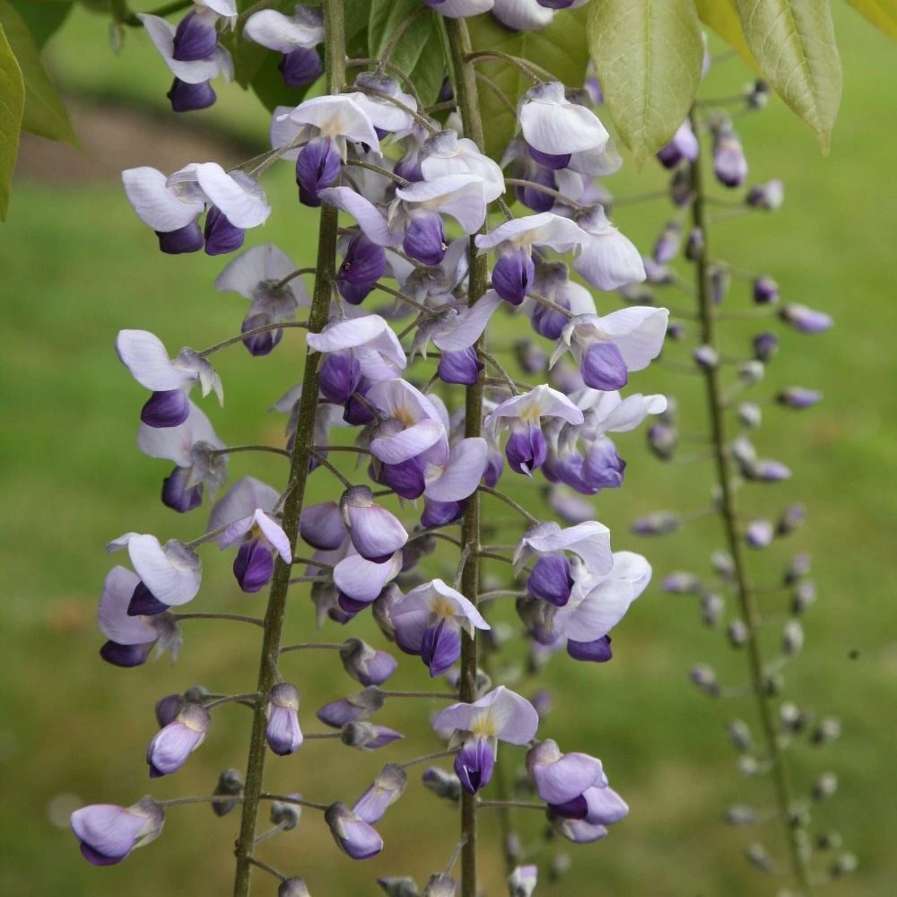 Wisteria × Valderi 'Burford' 2 Wisteria × Valderi 'Burford' - Image 2