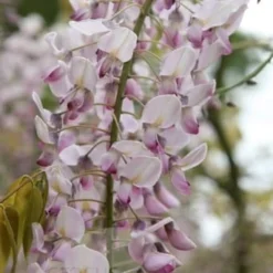 Wisteria Floribunda F. Rosea 'Hon-beni' -Plant Verdant Sales pl0000001742 card4 lg