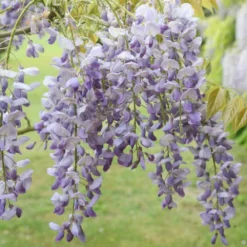 Wisteria Sinensis 'Prolific' -Plant Verdant Sales pl0000001754 card3 lg