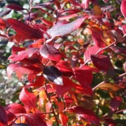 Blueberry 'Bluecrop' 10 Blueberry 'Bluecrop' -Plant Verdant Sales pl0000001890 card3 lg