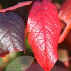 Blueberry 'Bluecrop' 11 Blueberry 'Bluecrop' -Plant Verdant Sales pl0000001890 card4 lg